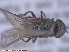  ( - UAM:Ento:286986)  @11 [ ] CreativeCommons - Attribution Non-Commercial No Derivatives (2015) Derek Sikes University of Alaska Museum
