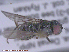 ( - UAM:Ento:286987)  @11 [ ] CreativeCommons - Attribution Non-Commercial No Derivatives (2015) Derek Sikes University of Alaska Museum