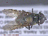  ( - UAM:Ento:287450)  @11 [ ] CreativeCommons - Attribution Non-Commercial No Derivatives (2015) Derek Sikes University of Alaska Museum