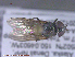  (Cheilosia yukonensis - UAM:Ento:287444)  @11 [ ] CreativeCommons - Attribution Non-Commercial No Derivatives (2015) Derek Sikes University of Alaska Museum