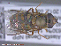  ( - UAM:Ento:285394)  @12 [ ] CreativeCommons - Attribution Non-Commercial No Derivatives (2015) Derek Sikes University of Alaska Museum