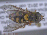  ( - UAM:Ento:285395)  @13 [ ] CreativeCommons - Attribution Non-Commercial No Derivatives (2015) Derek Sikes University of Alaska Museum