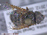  ( - UAM:Ento:285407)  @12 [ ] CreativeCommons - Attribution Non-Commercial No Derivatives (2015) Derek Sikes University of Alaska Museum