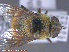 ( - UAM:Ento:285408)  @12 [ ] CreativeCommons - Attribution Non-Commercial No Derivatives (2015) Derek Sikes University of Alaska Museum