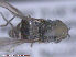  ( - UAM:Ento:285869)  @11 [ ] CreativeCommons - Attribution Non-Commercial No Derivatives (2015) Derek Sikes University of Alaska Museum