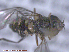  ( - UAM:Ento:285877)  @11 [ ] CreativeCommons - Attribution Non-Commercial No Derivatives (2015) Derek Sikes University of Alaska Museum