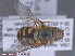  ( - UAM:Ento:285897)  @11 [ ] CreativeCommons - Attribution Non-Commercial No Derivatives (2015) Derek Sikes University of Alaska Museum
