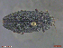  ( - UAM:Ento:291207)  @11 [ ] CreativeCommons  Attribution Non-Commercial No Derivatives (2018) Derek Sikes University of Alaska Museum