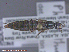  ( - UAM:Ento:291213)  @12 [ ] CreativeCommons - Attribution Non-Commercial No Derivatives (2015) Derek Sikes University of Alaska Museum
