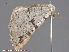  ( - KWP:Ento:13996)  @12 [ ] CreativeCommons - Attribution Non-Commercial No Derivatives (2015) Derek Sikes University of Alaska Museum