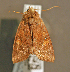  ( - KWP:Ento:14269)  @12 [ ] CreativeCommons - Attribution Non-Commercial No Derivatives (2015) Derek Sikes University of Alaska Museum