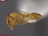  ( - UAM:Ento:292552)  @11 [ ] CreativeCommons  Attribution Non-Commercial No Derivatives (2024) Derek Sikes University of Alaska Museum