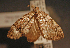  ( - KWP:Ento:14385)  @12 [ ] CreativeCommons - Attribution Non-Commercial No Derivatives (2015) Derek Sikes University of Alaska Museum