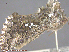  ( - KWP:Ento:14394)  @12 [ ] CreativeCommons - Attribution Non-Commercial No Derivatives (2015) Derek Sikes University of Alaska Museum