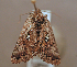  ( - KWP:Ento:14753)  @12 [ ] CreativeCommons - Attribution Non-Commercial No Derivatives (2015) Derek Sikes University of Alaska Museum