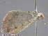  ( - KWP:Ento:14799)  @12 [ ] CreativeCommons - Attribution Non-Commercial No Derivatives (2015) Derek Sikes University of Alaska Museum