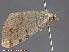  ( - KWP:Ento:14800)  @12 [ ] CreativeCommons - Attribution Non-Commercial No Derivatives (2015) Derek Sikes University of Alaska Museum