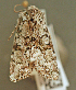  ( - KWP:Ento:14817)  @11 [ ] CreativeCommons - Attribution Non-Commercial No Derivatives (2015) Derek Sikes University of Alaska Museum