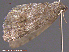  ( - KWP:Ento:14867)  @12 [ ] CreativeCommons - Attribution Non-Commercial No Derivatives (2015) Derek Sikes University of Alaska Museum