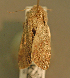  ( - KWP:Ento:14878)  @12 [ ] CreativeCommons - Attribution Non-Commercial No Derivatives (2015) Derek Sikes University of Alaska Museum