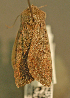  ( - KWP:Ento:14882)  @12 [ ] CreativeCommons - Attribution Non-Commercial No Derivatives (2015) Derek Sikes University of Alaska Museum