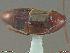  ( - UAM:Ento:293200)  @11 [ ] CreativeCommons  Attribution Non-Commercial No Derivatives (2018) Derek Sikes University of Alaska Museum