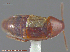  ( - UAM:Ento:293200)  @11 [ ] CreativeCommons - Attribution Non-Commercial No Derivatives (2014) Derek Sikes University of Alaska Museum