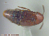  ( - UAM:Ento:293199)  @11 [ ] CreativeCommons - Attribution Non-Commercial No Derivatives (2014) Derek Sikes University of Alaska Museum