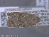  ( - KWP:Ento:14939)  @11 [ ] CreativeCommons - Attribution Non-Commercial No Derivatives (2015) Derek Sikes University of Alaska Museum