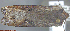  ( - KWP:Ento:14948)  @12 [ ] CreativeCommons - Attribution Non-Commercial No Derivatives (2015) Derek Sikes University of Alaska Museum