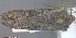 ( - KWP:Ento:14994)  @12 [ ] CreativeCommons - Attribution Non-Commercial No Derivatives (2015) Derek Sikes University of Alaska Museum