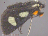  ( - KWP:Ento:15099)  @12 [ ] CreativeCommons - Attribution Non-Commercial No Derivatives (2015) Derek Sikes University of Alaska Museum