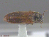  ( - UAM:Ento:299033)  @12 [ ] CreativeCommons  Attribution Non-Commercial No Derivatives (2016) Derek Sikes University of Alaska Museum