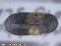  ( - UAM:Ento:299703)  @13 [ ] CreativeCommons - Attribution Non-Commercial No Derivatives (2015) Derek Sikes University of Alaska Museum