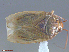  ( - UAM:Ento:305484)  @13 [ ] CreativeCommons  Attribution Non-Commercial No Derivatives (2016) Derek Sikes University of Alaska Museum