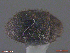  (Curimopsis sp - UAM:Ento:342631)  @11 [ ] CreativeCommons  Attribution Non-Commercial No Derivatives (2018) Derek Sikes University of Alaska Museum