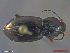  (Pterostichus planus - UAM:Ento:347682)  @11 [ ] CreativeCommons  Attribution Non-Commercial No Derivatives (2018) Derek Sikes University of Alaska Museum