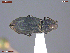  ( - UAM:Ento:362975)  @11 [ ] CreativeCommons  Attribution Non-Commercial No Derivatives (2032) Derek Sikes University of Alaska Museum