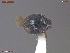  ( - UAM:Ento:367736)  @11 [ ] CreativeCommons  Attribution Non-Commercial No Derivatives (2030) Derek Sikes University of Alaska Museum