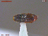  ( - UAM:Ento:369014)  @11 [ ] CreativeCommons  Attribution Non-Commercial No Derivatives (2019) Derek Sikes University of Alaska Museum