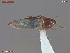  ( - UAM:Ento:372088)  @11 [ ] CreativeCommons  Attribution Non-Commercial No Derivatives (2019) Derek Sikes University of Alaska Museum