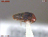  ( - UAM:Ento:375747)  @11 [ ] CreativeCommons  Attribution Non-Commercial No Derivatives (2045) Derek Sikes University of Alaska Museum