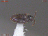  ( - UAM:Ento:378766)  @11 [ ] CreativeCommons  Attribution Non-Commercial No Derivatives (2019) Derek Sikes University of Alaska Museum