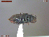  ( - UAM:Ento:375905)  @11 [ ] CreativeCommons  Attribution Non-Commercial No Derivatives (2021) Derek Sikes University of Alaska Museum