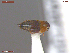  ( - UAM:Ento:376668)  @11 [ ] CreativeCommons  Attribution Non-Commercial No Derivatives (2060) Derek Sikes University of Alaska Museum