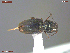  ( - UAM:Ento:380733)  @11 [ ] CreativeCommons  Attribution Non-Commercial No Derivatives (2055) Derek Sikes University of Alaska Museum