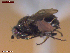  (Aptilotus parvipennis - UAM:Ento:480758)  @11 [ ] CreativeCommons  Attribution Non-Commercial No Derivatives (2023) Derek Sikes University of Alaska Museum