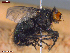  ( - UAM:Ento:480742)  @11 [ ] CreativeCommons  Attribution Non-Commercial No Derivatives (2023) Derek Sikes University of Alaska Museum