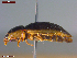  ( - UAM:Ento:480240)  @11 [ ] CreativeCommons  Attribution Non-Commercial No Derivatives (2023) Derek Sikes University of Alaska Museum