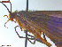  ( - UAM:Ento:442067)  @11 [ ] CreativeCommons  Attribution Non-Commercial No Derivatives (2021) Derek Sikes University of Alaska Museum